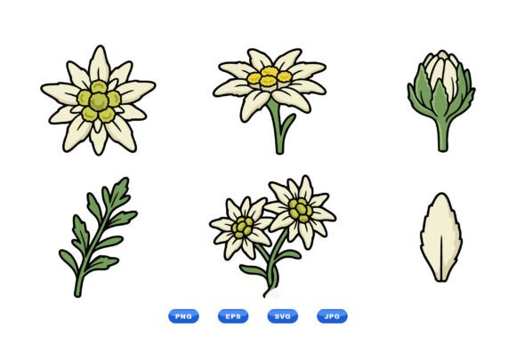 Hand Drawn Edelweiss Flowers Art for Branding and Packaging