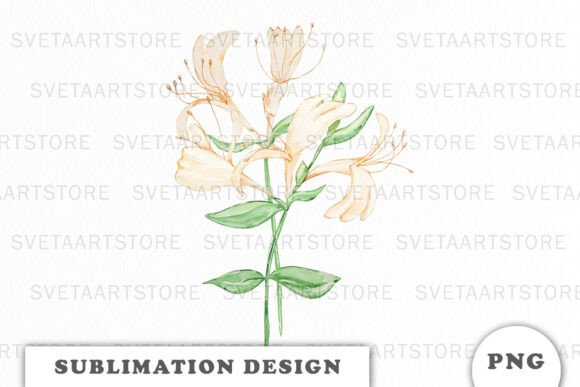 Watercolor Honey Suckle Flowers Bouquet Graphics